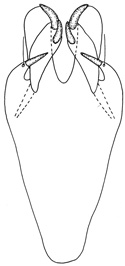 bicalcaratus